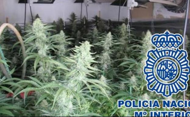 Imagen de archivo de un cultivo intervenido./SUR