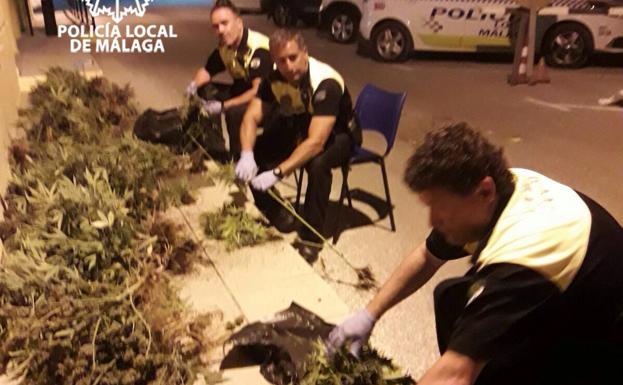 Los agentes, con las plantas intervenidas./SUR