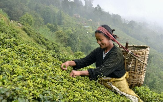 Una recolectora de hojas de té en la región india de Darjeeling. :: r. c.