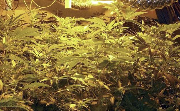 Imagen de archivo de una plantación de marihuana.