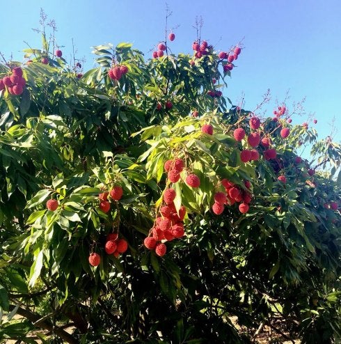 Árbol de lichi repleto de fruta.