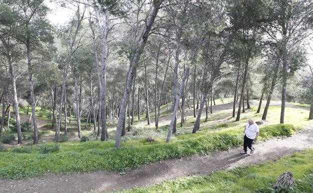 El Ayuntamiento de Málaga saca a concurso las primeras obras para habilitar Gibralfaro como parque forestal