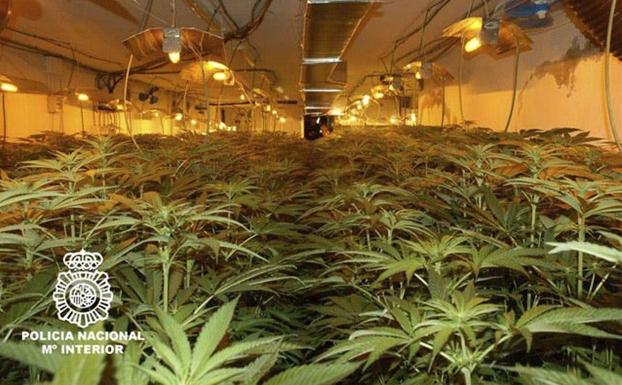 Imagen de archivo de una plantación de marihuana./SUR