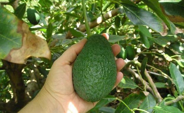 El alto precio del aguacate, que supera los tres euros el kilo, dispara los robos en el campo