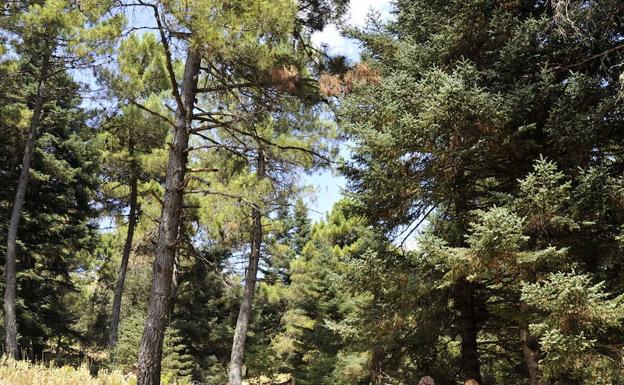 Sierra de las Nieves da un paso definitivo hacia su conversión en Parque Nacional