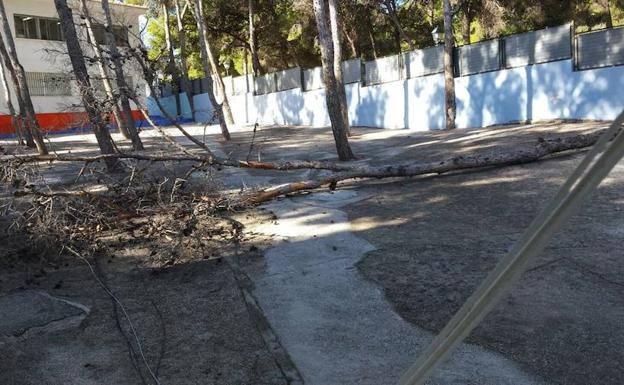 Imagen del árbol desplomado el pasado octubre en el patio/A. G.