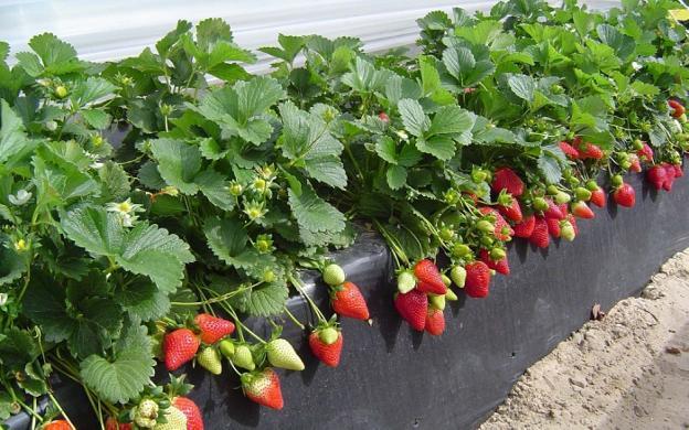 El cultivo de frutos rojos crece en Huelva. / SUR