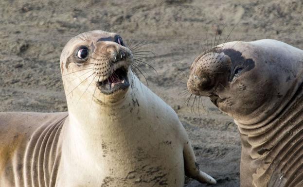 Foto 'WTF'. /© George Cathcart / Barcroft Images / Comedy Wildlife Photo Awards