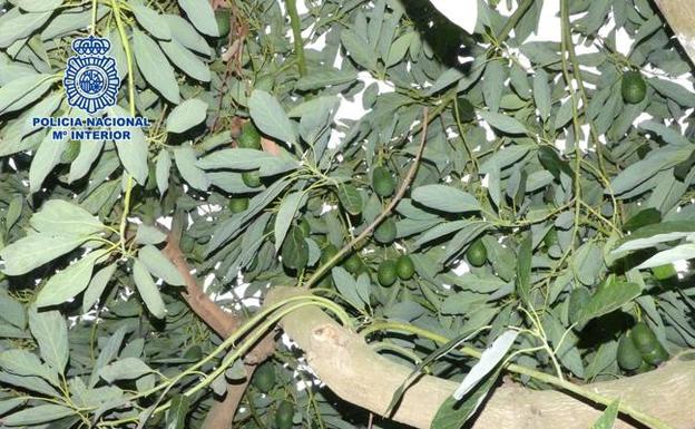 Arrestado por el robo de diez toneladas de aguacates en doce fincas de Vélez