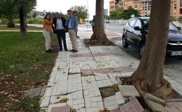 Algunos ejemplares destrozan aceras y tuberías. /SUR
