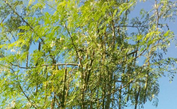 Planta de moringa cultivada en Coín. / SUR