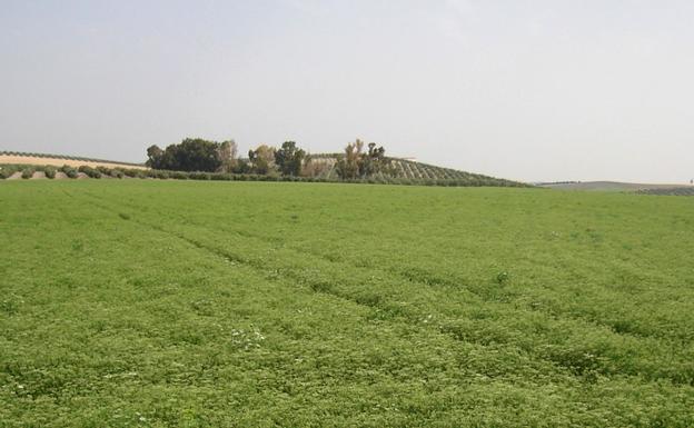 Plantación de matalahúva en la comarca de Antequera. /SUR