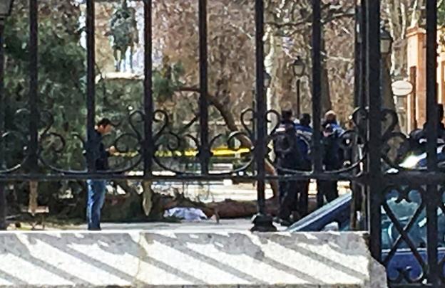 Imagen del árbol caído que causó la muerte de un menor de cuatro años en El Retiro. :: Alberto ferreras/