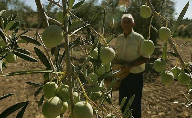 La Junta culmina esta semana el pago de la PAC 2017 a los agricultores malagueños