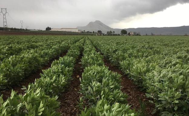 Parcela dedicada a la producción de habas 'baby' en la comarca de Antequera. /SUR