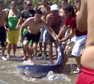 EXPECTACIÓN. Bañistas agarran por la cola al tiburón. / ARTURO JIMENA/