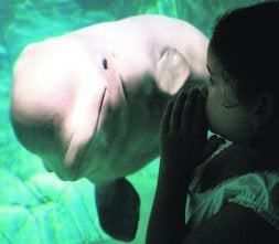 Los estudios realizados en el Oceanográfico de Valencia han permitido probar que 'Yulka', la hembra, se comunica con los visitantes. / EFE/