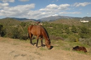 Vista de los terrenos que el banco estatal libio posee en los términos municipales de Benahavís, Júzcar y Pujerra. ::
JOSELE-LANZA/