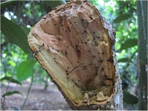 Los agujeros del escarabajo penetran en la madera. ::
SUR/