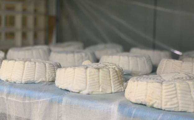 Torta de queso tipo 'brie'