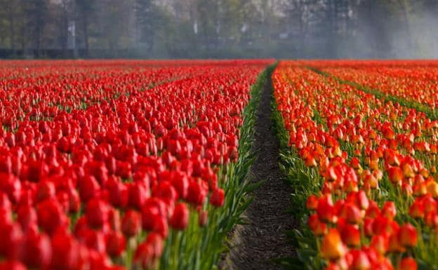 Holanda y sus flores, los mejores sitios para contemplarlas | Diario Sur