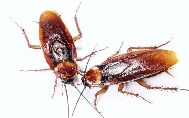 Imposibles de matar: las cucarachas se volvieron resistentes a los pesticidas