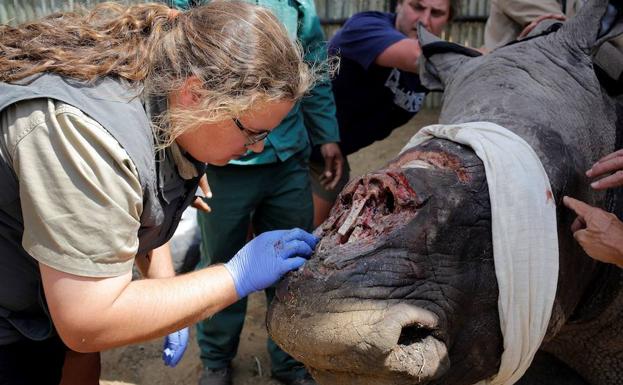 Un rinoceronte blanco de tres años recibe atención veterinaria tras ser atacado por cazadores furtivos que le arrancaron su cuerno, en Sudáfrica./EFE