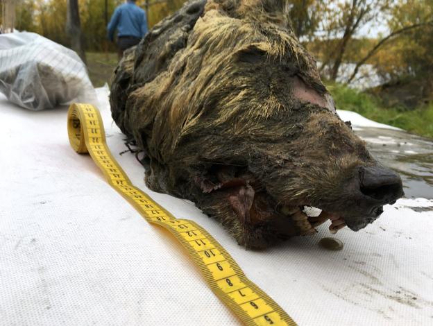 La cabeza del lobo siberiano, presentada por los investigadores en Tokio. :: Valery Plotnikov / reuters/