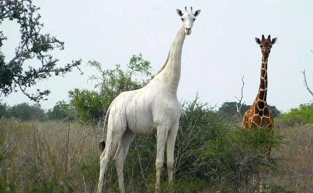 Una imagen de la madre abatida por furtivos. A su lado, otro ejemplar 'normal' de jirafa reticulada /AFP