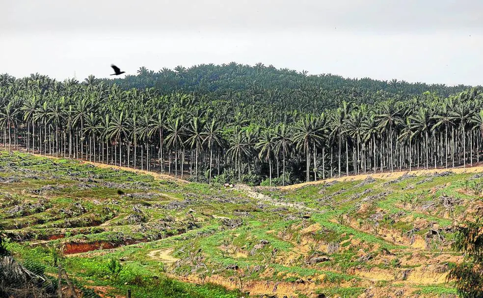 Imagen de una plantación en Malasia. /REUTERS