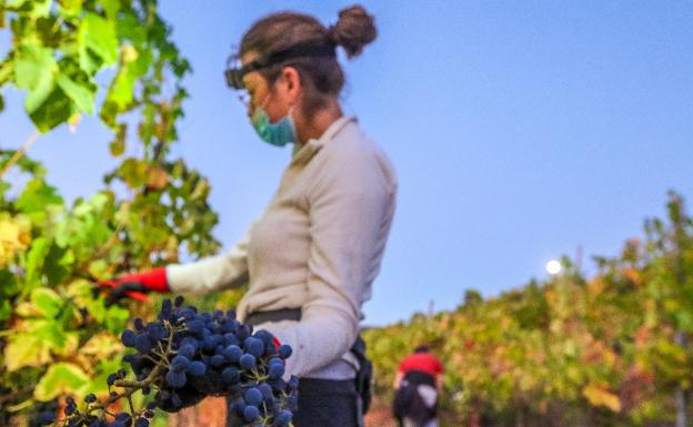 Malaga Encara El Final De La Vendimia Con Una Caida De La Produccion De Un 10 Diario Sur malaga encara el final de la vendimia