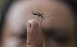 Aedes albopictus, comúnmente conocido como mosquito tigre/AGENCIAS