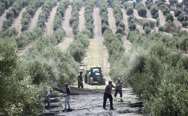La Junta de Andalucía y los agricultores hacen un último intento por mejorar la PAC en su fase final