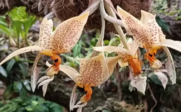 La 'stanhopea oculata': la orquídea con fragancia a chocolate blanco de  Estepona | Diario Sur