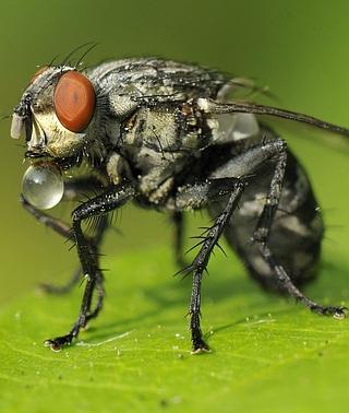 mosca moscas afirma mecanismos comunes moleculares