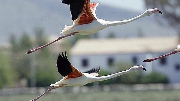 ¿Por qué los flamencos son de color rosa? | Diario Sur